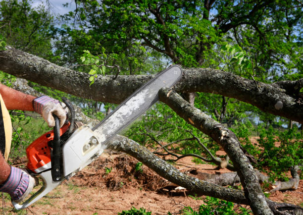 How Our Tree Care Process Works  in  Asbury Park, NJ